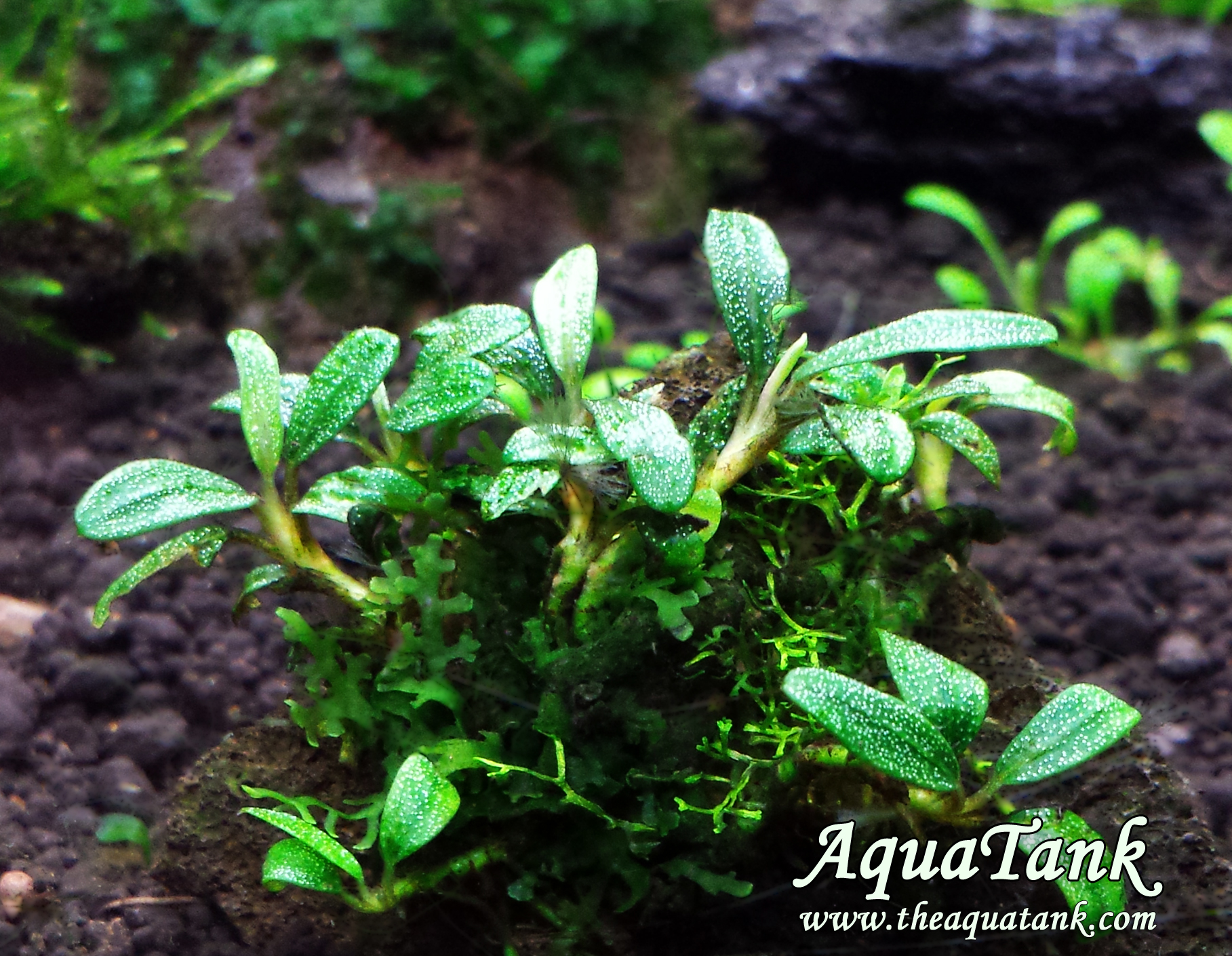Bucephalandra Sekadau 1 aquarium plant | AquaTank Rare Aquarium Plants